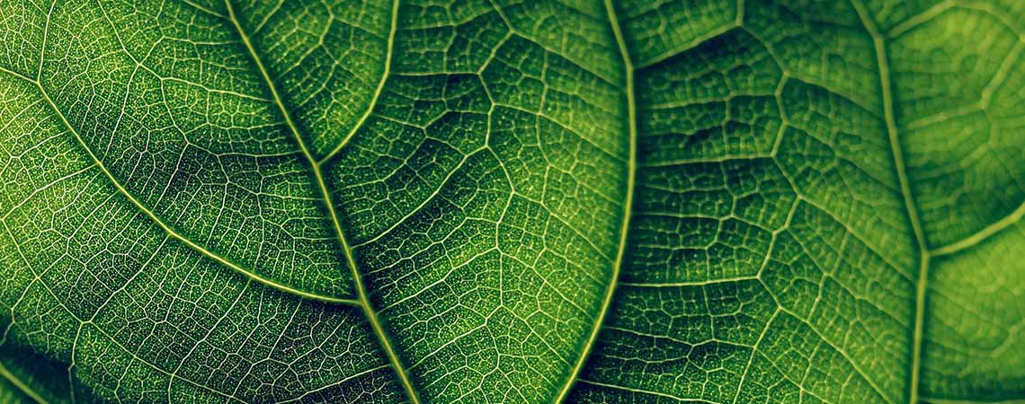 Macro photo of a leaf with detailed veins.