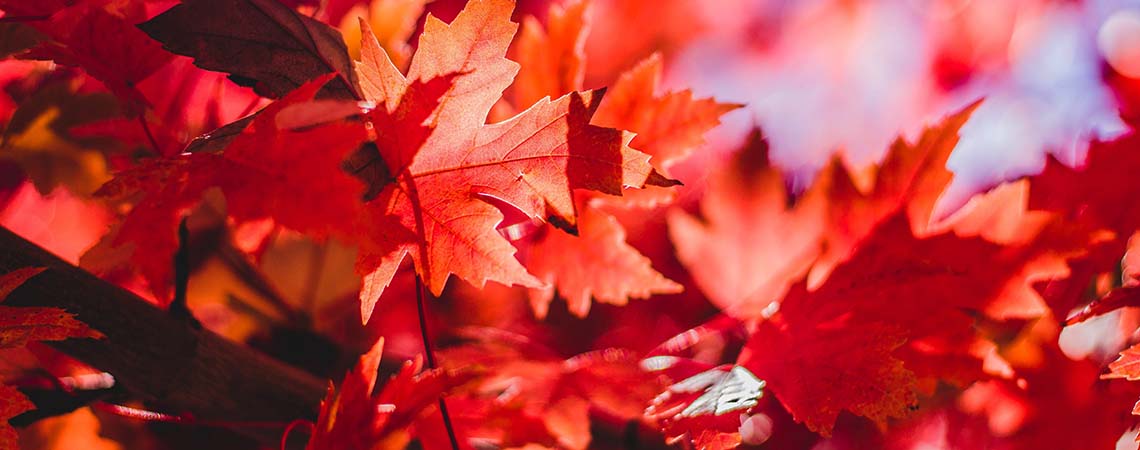 Close up photos of maple leaves.