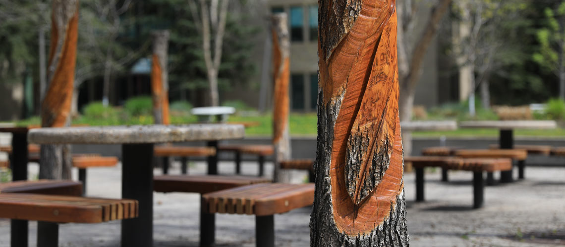Fallen Feathers’ art installation at Mount Royal Univeristy.