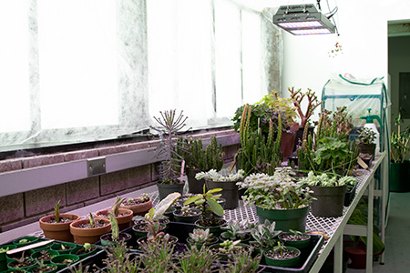 A bunch of plans on a metal shelf in a greenhouse.