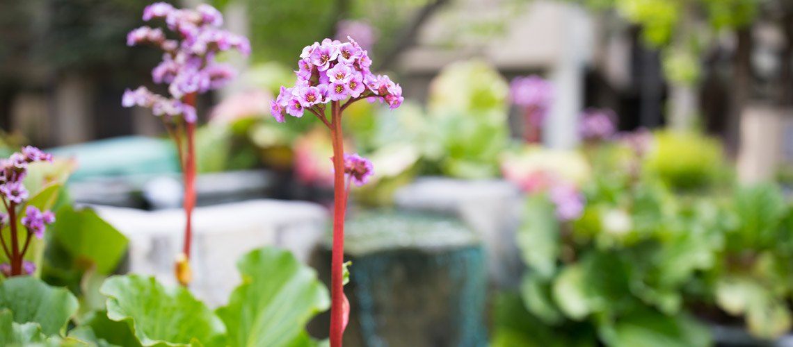 john-garden-memorial-park-zoom-1140x500