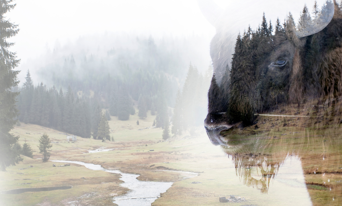 Active Reconciliation's branded image preview