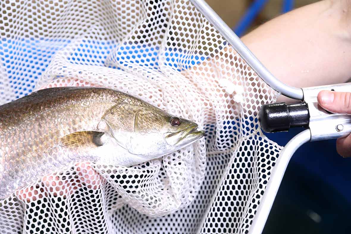 Close up photo of an Australian barramundi fish from the farm